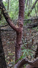 Phlebiopsis crassa