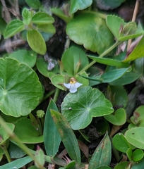 Torenia polygonoides