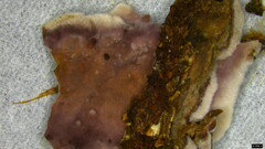 Phlebiopsis crassa