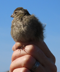 Crithagra flaviventris