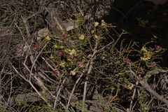 Lechenaultia linarioides