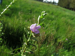 Lythrum alatum