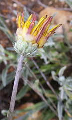 Arctotis lanceolata