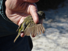 Crithagra flaviventris