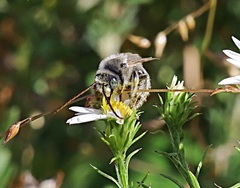 Melissodes druriellus