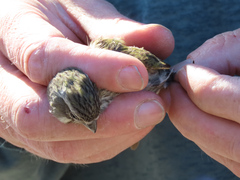 Crithagra flaviventris