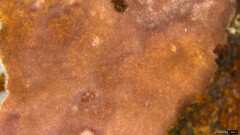 Phlebiopsis crassa
