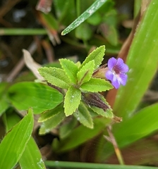 Linderniaceae