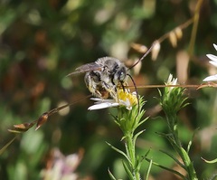 Melissodes druriellus