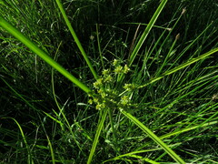 Cyperus