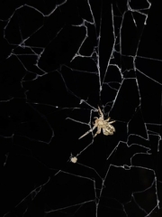 Stegodyphus sarasinorum