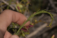 Lechenaultia linarioides