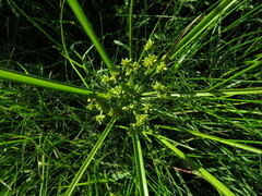 Cyperus