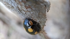 Paropsisterna sexpustulata