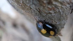 Paropsisterna sexpustulata