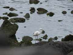 Egretta eulophotes