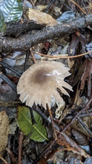Amanita vaginata