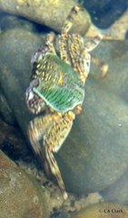 Grapsus albolineatus image