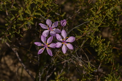 Burchardia rosea