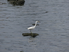 Egretta eulophotes