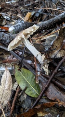 Amanita vaginata