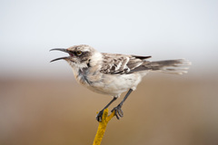 Mimus parvulus bauri