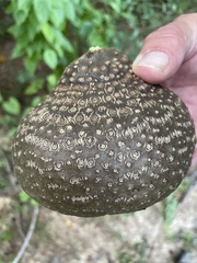 Dioscorea bulbifera