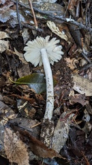 Amanita vaginata