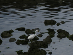 Egretta eulophotes