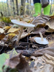 Lepiota