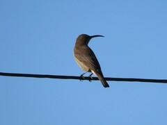 Nectarinia famosa famosa