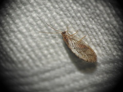 Hemerobiidae