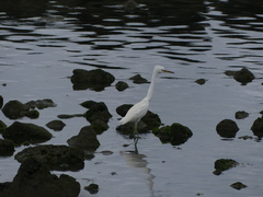 Egretta eulophotes