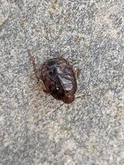 Macroscytus brunneus