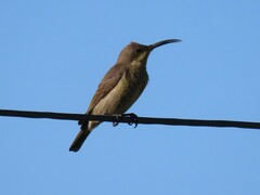 Nectarinia famosa famosa