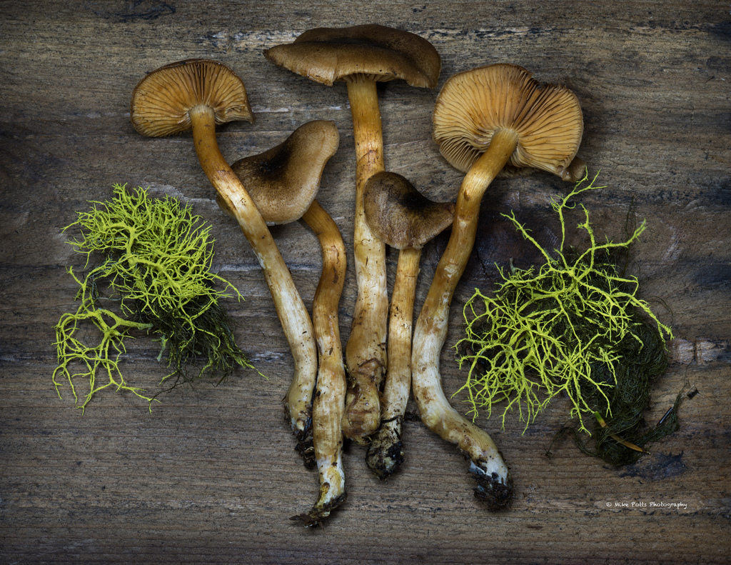 Cortinarius atrosquamosus