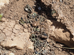 Metaphalangium abstrusum