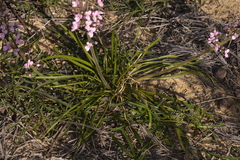 Stylidium elongatum