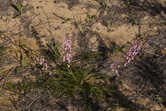 Stylidium elongatum