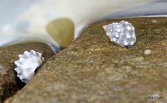 Nodilittorina pyramidalis