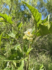 Solanum bonariense