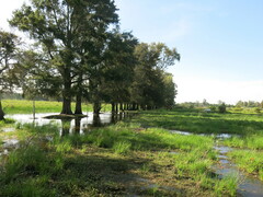 Casuarina equisetifolia
