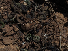 Metaphalangium abstrusum
