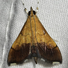 Pyrausta bicoloralis