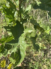Solanum bonariense