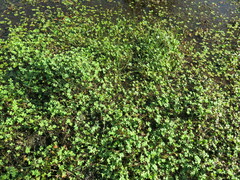 Marsilea mollis