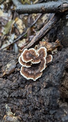 Trametes versicolor