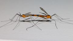 Nephrotoma australasiae