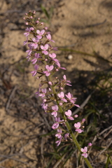 Stylidium elongatum