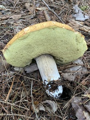 Boletus chippewaensis